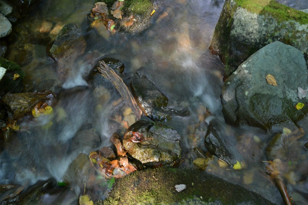 Water flowing over mossy rocks and fallen leaves in a creek