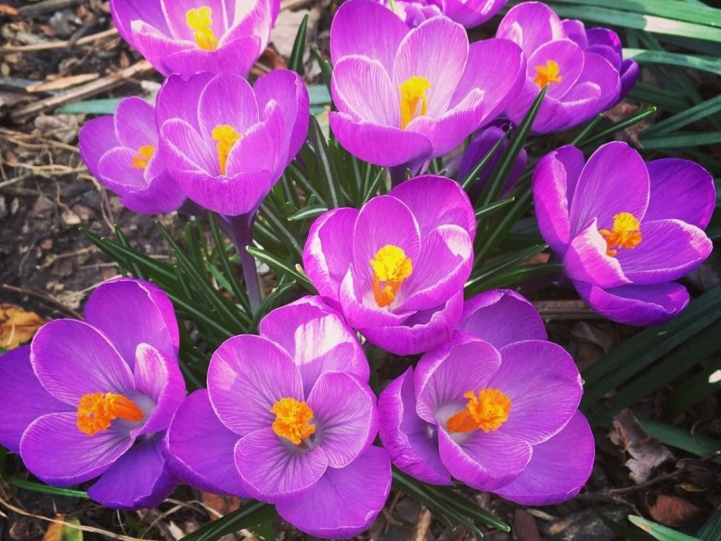 Bright purple crocuses with orange centers in bloom
