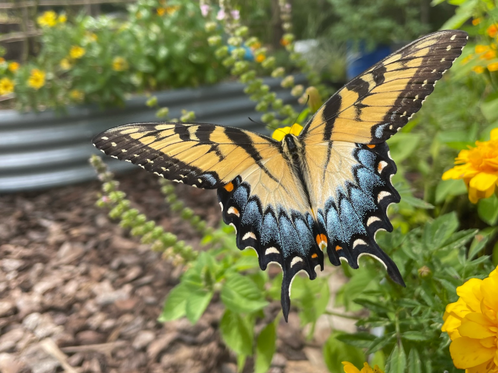A yellow and black swallowtail butterfly on yellow garden flowers