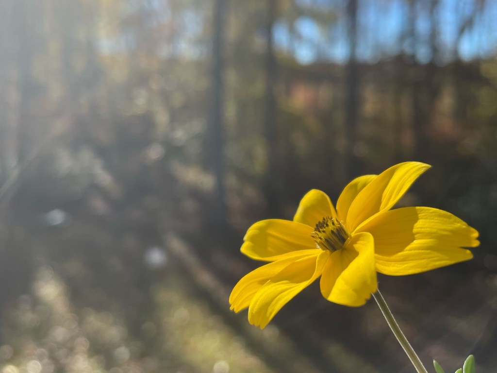 A single yellow wildflower in soft sunlight against a blurred forest