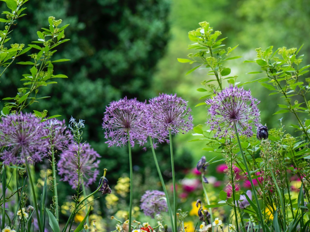 Purple allium flowers blooming in a green garden