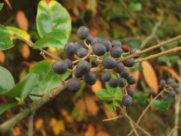 The Land of&nbsp;Abundance