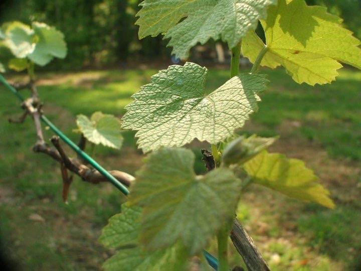 Abiding in the&nbsp;Vine