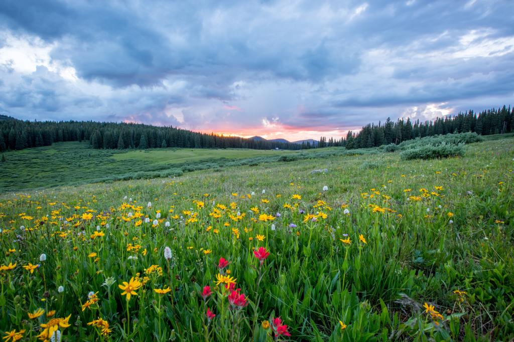 A meadow of yellow and red wildflowers under a cloudy evening sky