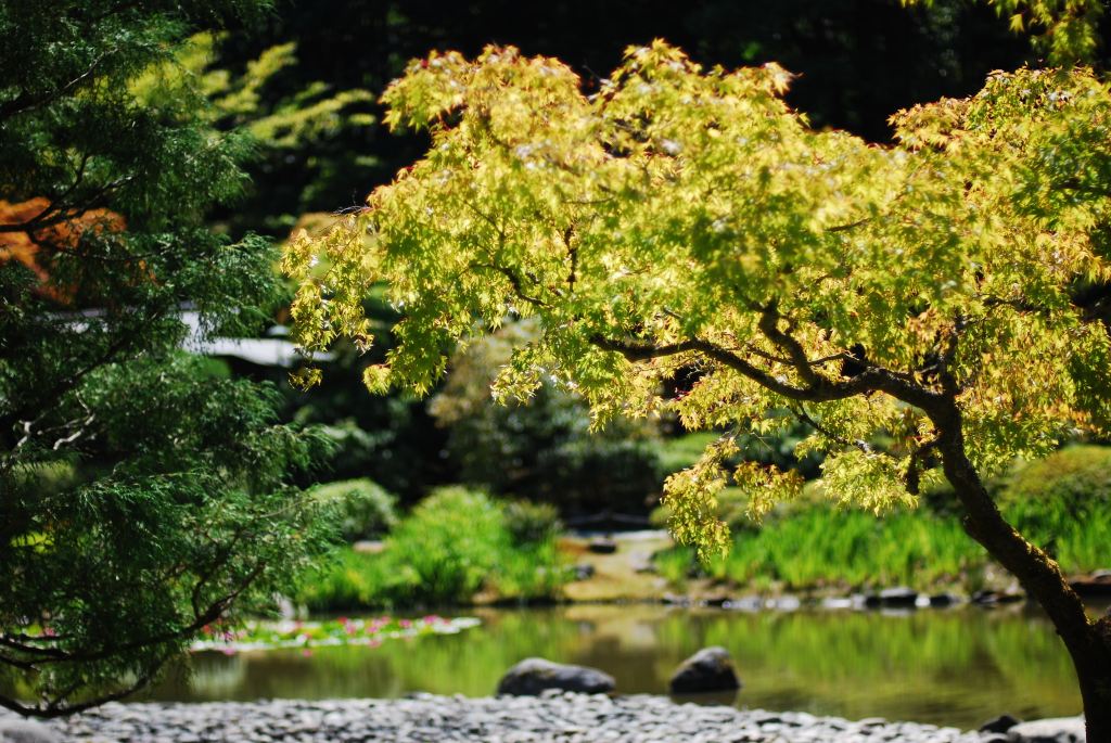 A green Japanese maple tree beside a quiet garden pond