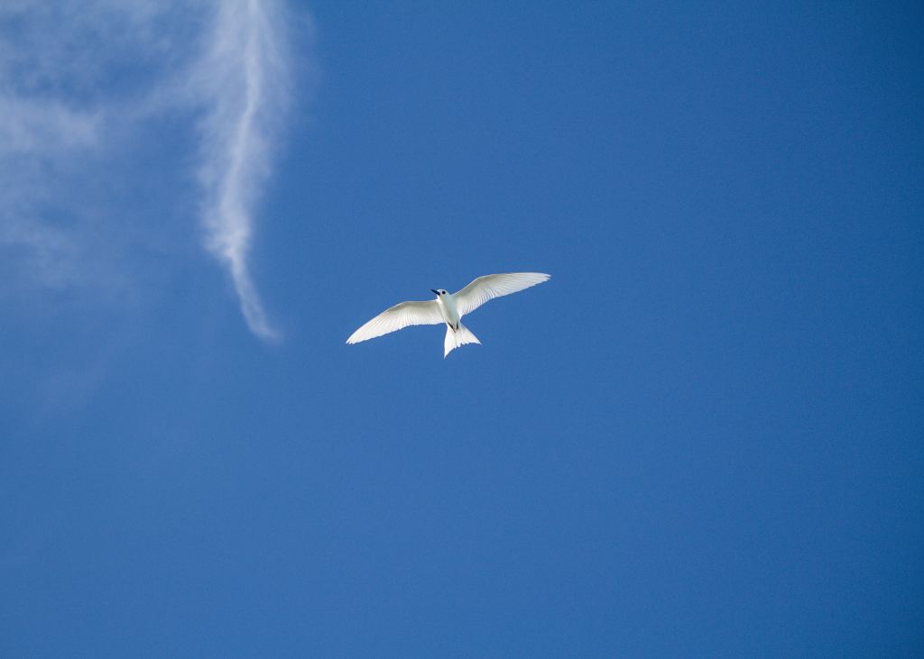 A white bird flying across a deep blue sky