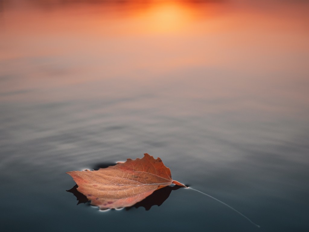 A brown leaf floating on still water at sunset