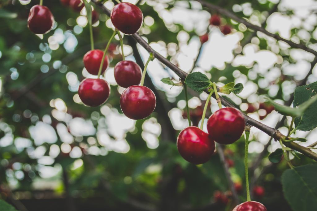 Ripe red cherries hanging from a tree branch
