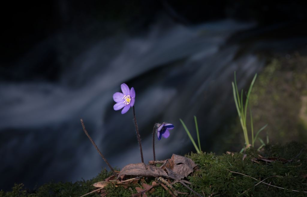 Small purple wildflowers beside a rushing stream