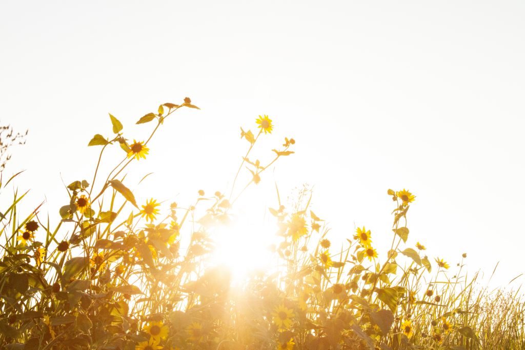 Yellow wildflowers glowing in bright sunlight