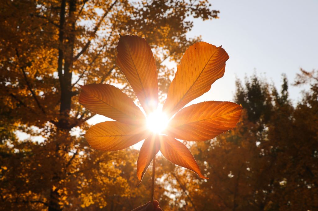 Sunlight shining through a backlit orange leaf in an autumn forest