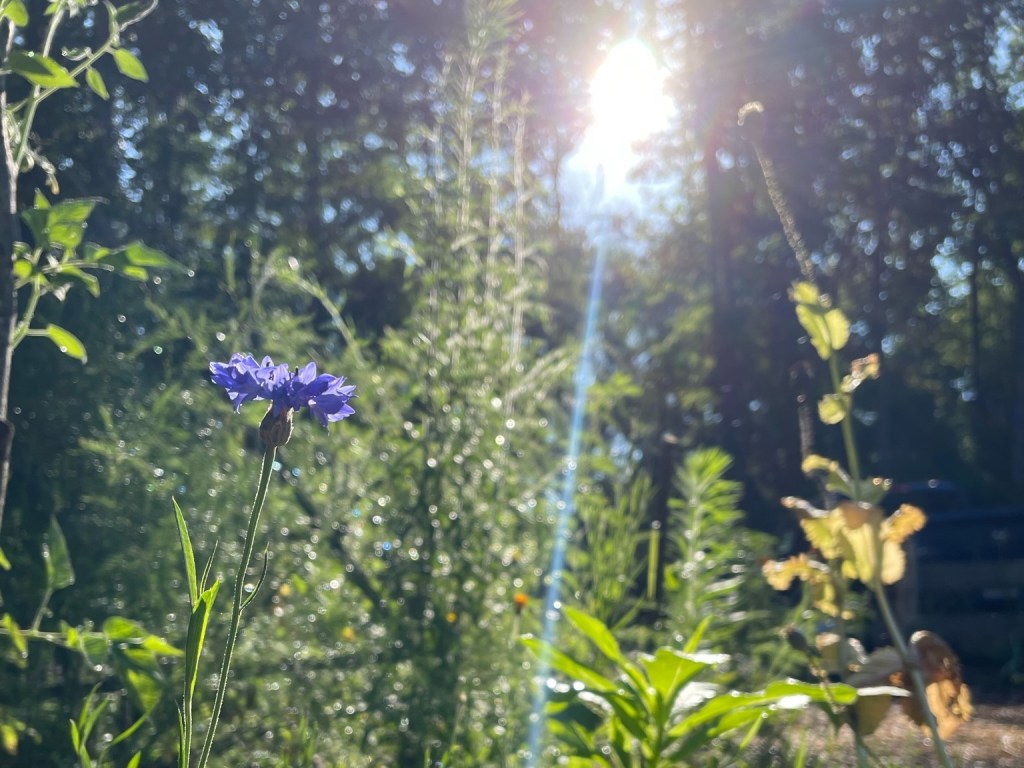 A blue wildflower in tall grass with sunlight streaming through trees