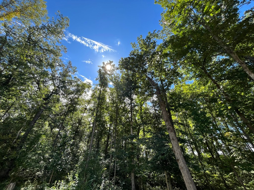 Looking up through tall green trees toward a bright blue sky