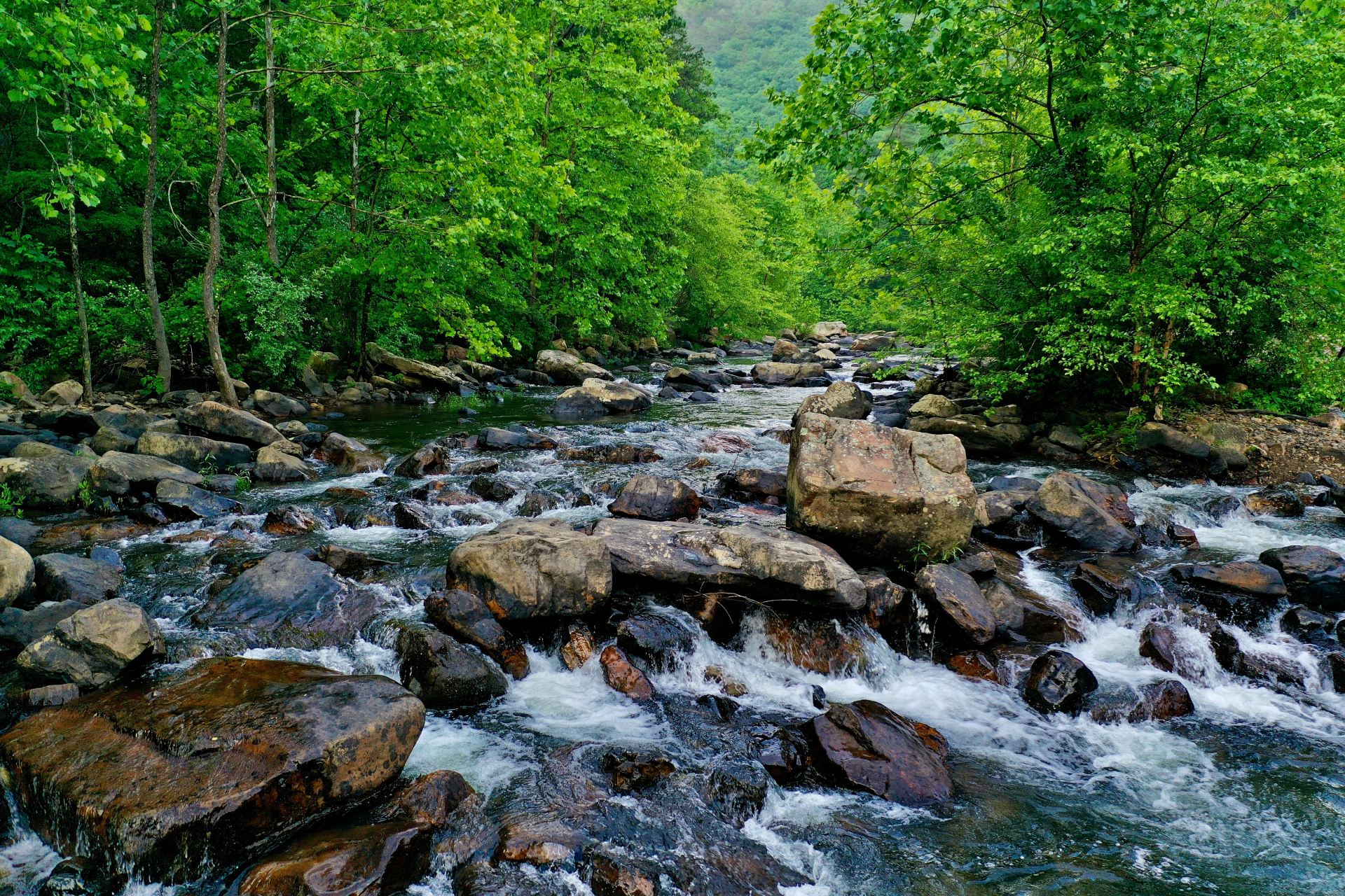 A rocky mountain stream flowing through a lush green forest