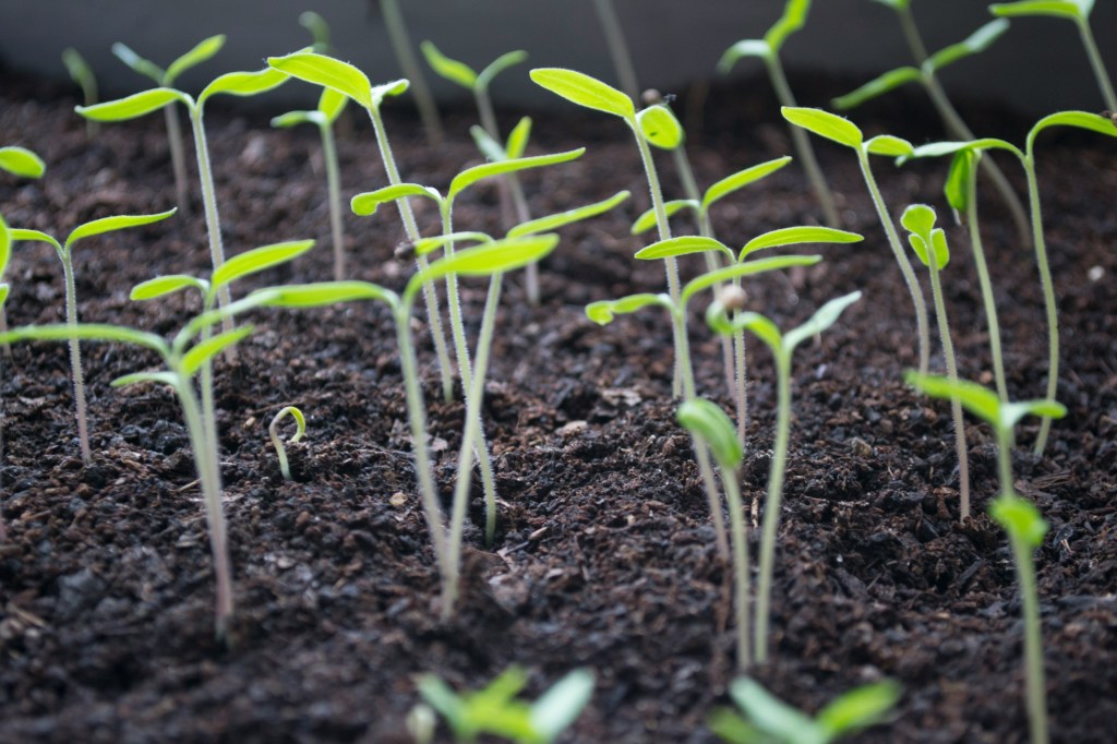 Young green seedlings sprouting from dark soil