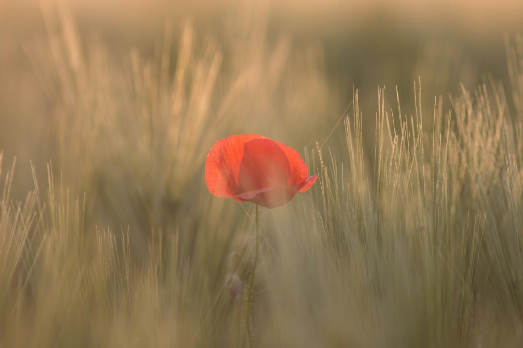 How could I forget? A Lesson in Remembering Your God-given&nbsp;Identity